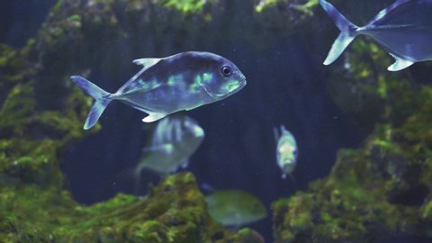 Fish Pompano Stock Video Footage 4k And Hd Video Clips
