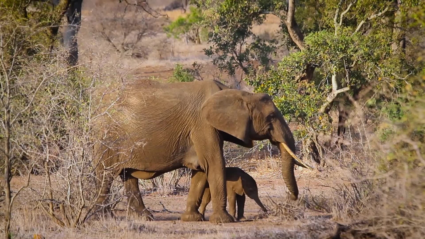 African Bush Elephant, Loxodonta Africana image - Free stock photo ...