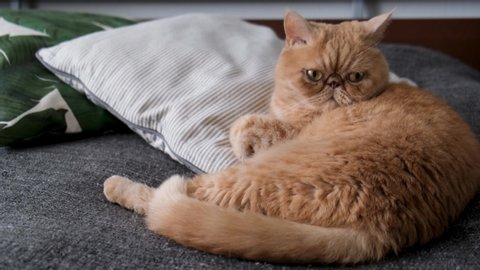 Grumpy Persian Cat Stock Video Footage 4k And Hd Video Clips