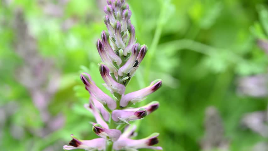 Header of fumitory