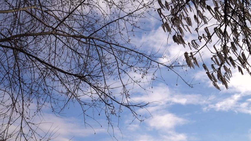 Pussy Willow on a branch image - Free stock photo - Public Domain photo