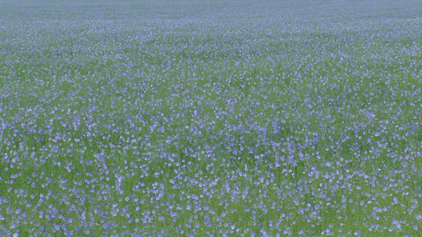 Flax Cultivation Linum Usitatissimum Stock Footage Video 100 Royalty Free 10570451 Shutterstock - 