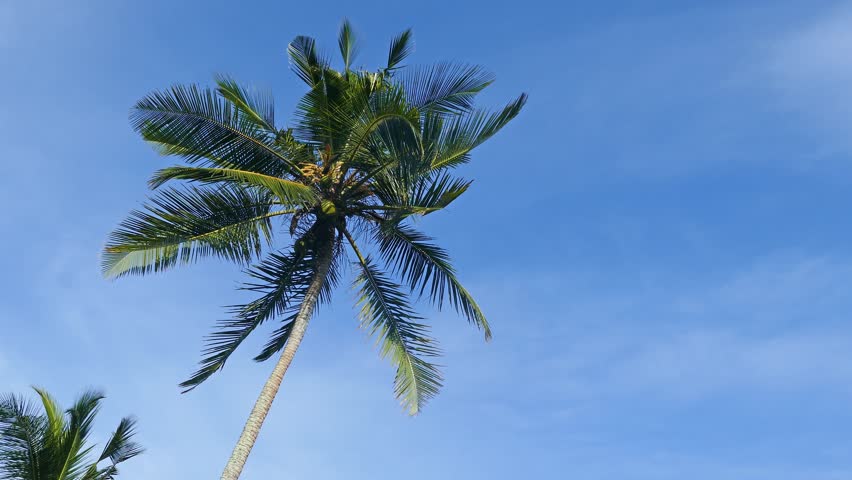 What Did The Hurricane Say To The Coconut Palm Tree