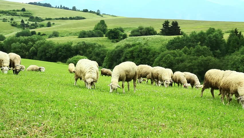 Flock Of Sheep Breeding In The Green Grass Mountain Meadow Stock ...