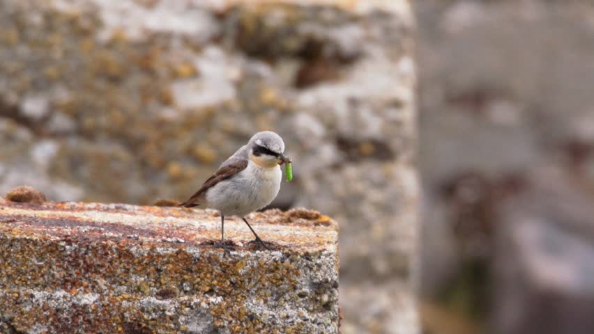 Header of wheatear