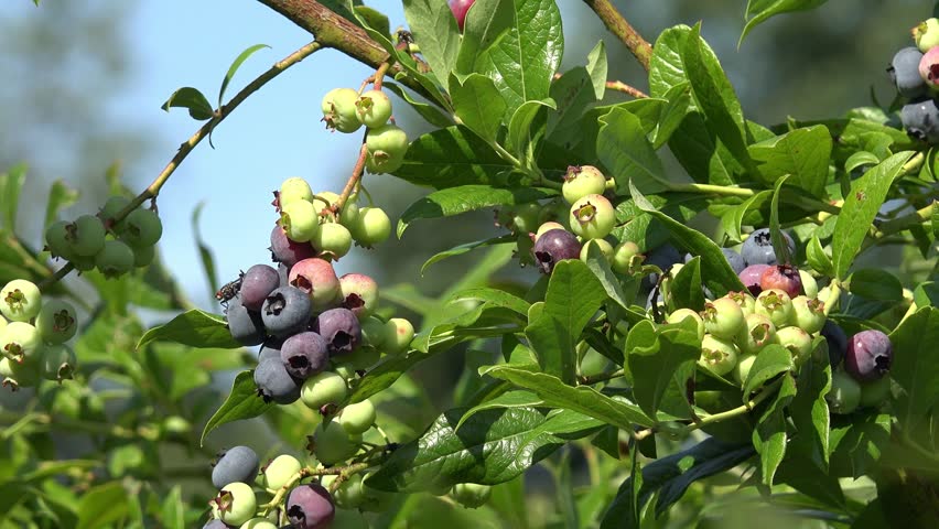 Blue Berries All Bunched Up In The Tree Branch. Up In The Tree Branch ...