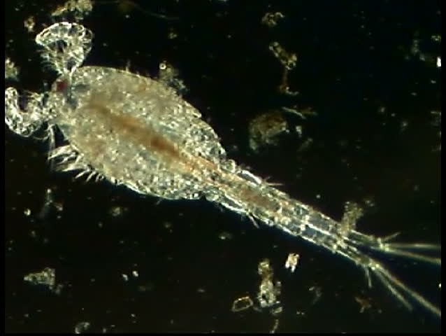 Header of copepod