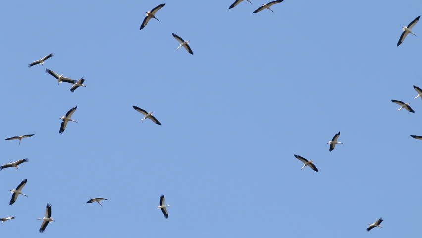Flock Of Crows Flying On Sky, Ravens In Flight, Birds In The Air On A ...