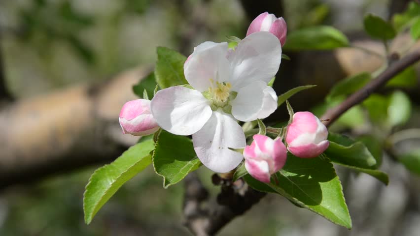 Apple Blossom. Flowers with Green Stock Footage Video (100% Royalty ...