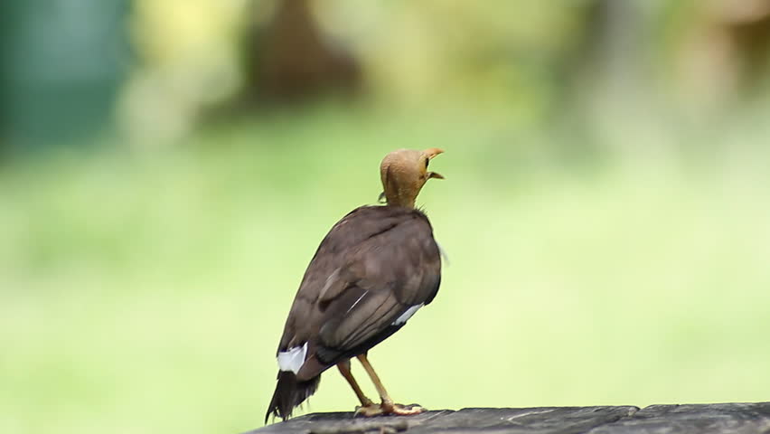 Header of Acridotheres Tristis