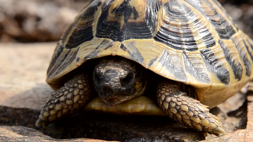 Angonoka Or Ploughshare Tortoises Eating Cactus In Madagascar. This Is ...