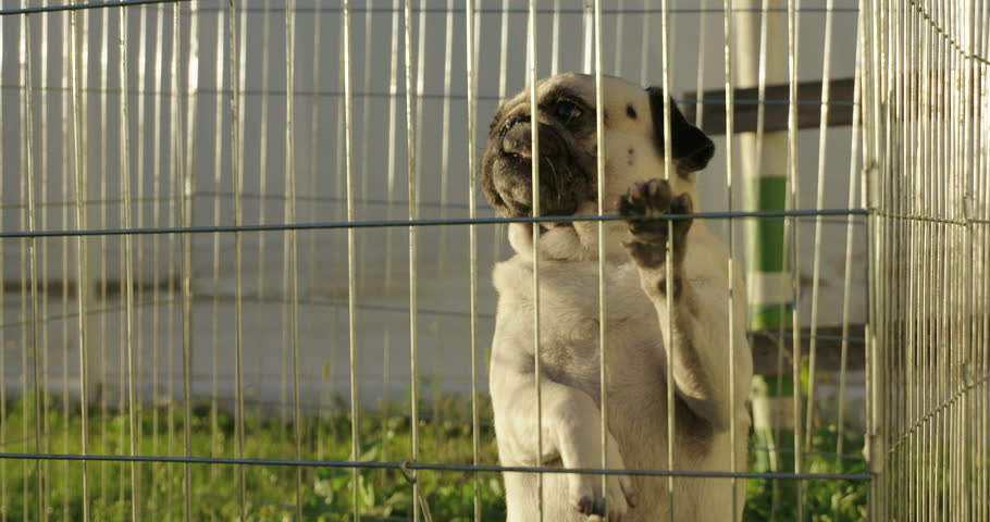 pug cage