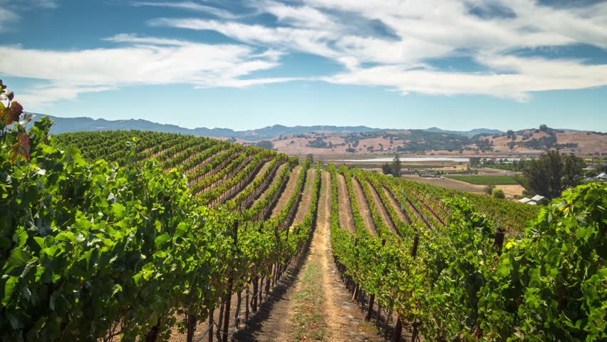 Beautiful Shot Of Grape In Vineyard At Sunny Day. Close-Up. Shot On RED ...