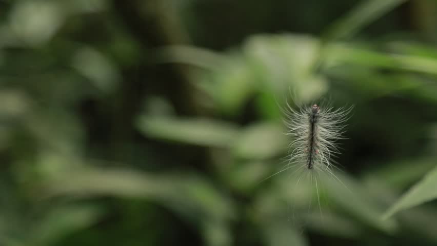 Macrobrochis Gigas Caterpillar With White Hair Wildlife In The