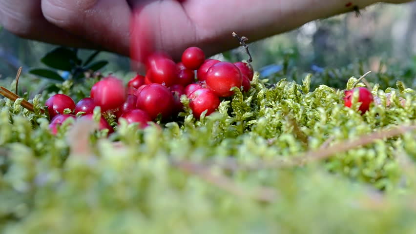 Header of whortleberry