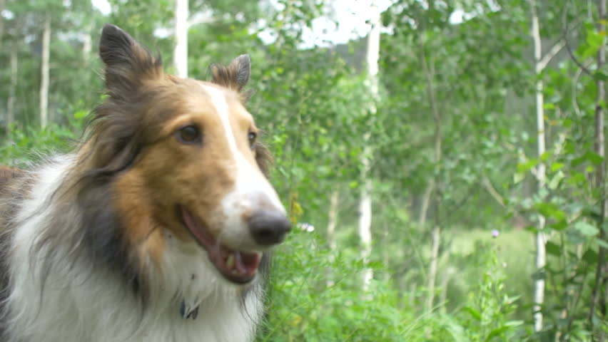 Header of shelty
