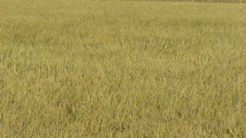 Header of listlessly