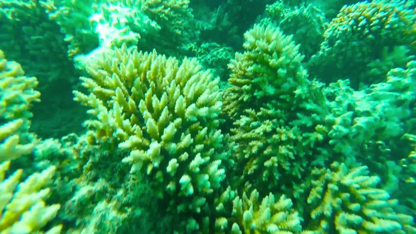 Coral Reef With Shoal Of Tropical Fishes Near Mauritius Island. Stock ...