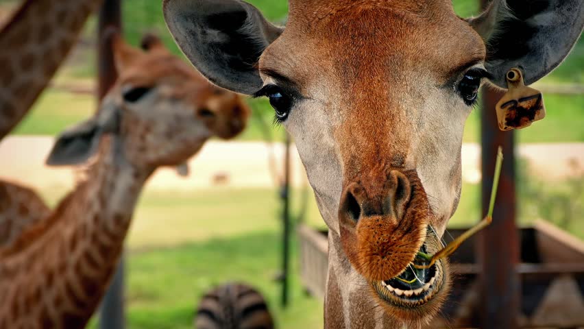 Header of paddock