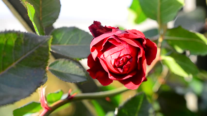 Scarlet Rose Flower Swaying Fiercely Stock Footage Video 100