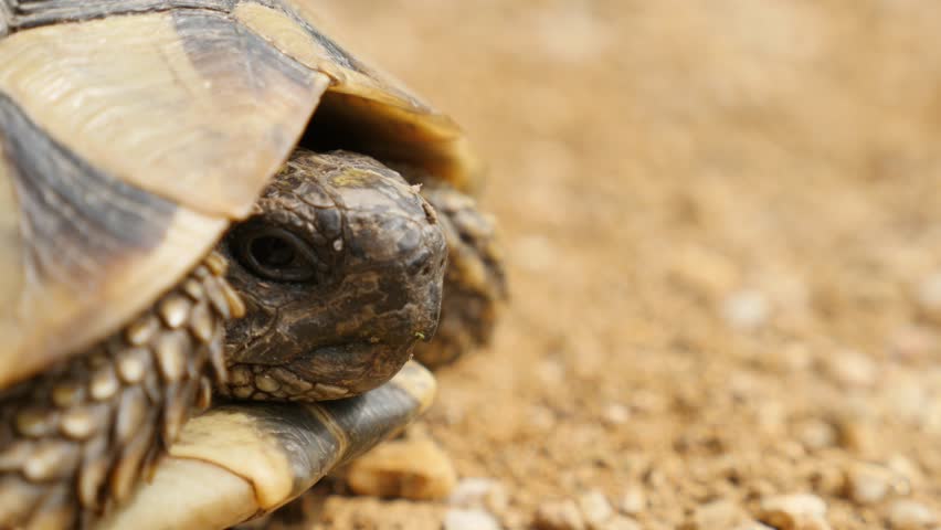 Critically Endangered Flat-tailed Spider Tortoise (Pyxis Planicauda) In ...