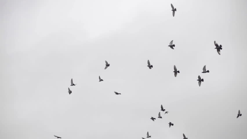 When Black Birds Fly Movie