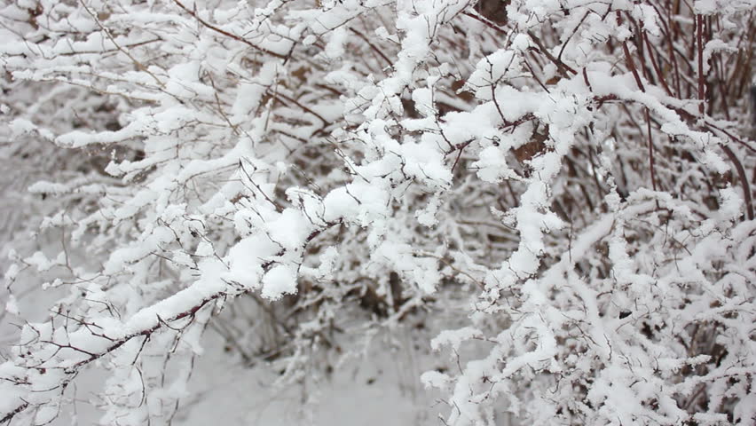 Winter Forest In Wonder-ri Of Inje, Gangwon Province, Korea / Dec, 14 ...