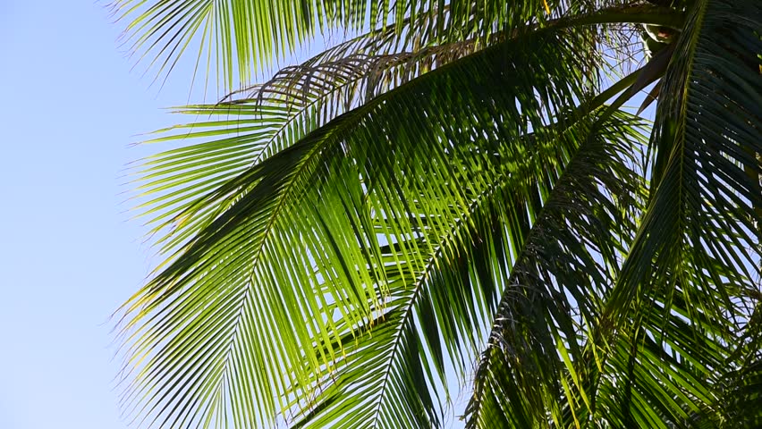 Looking up at Palm Trees Stock Footage Video (100% Royalty-free ...