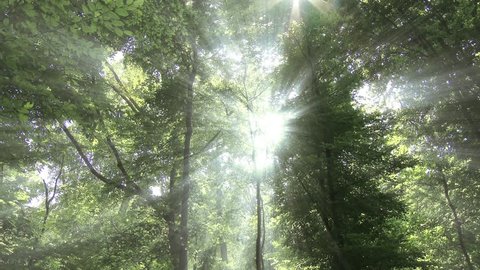 4k The Forest Floor Ecosystem Stock Footage Video 100 Royalty