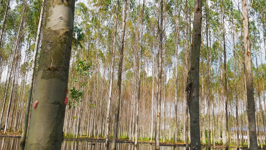 Header of Eucalyptus Tree