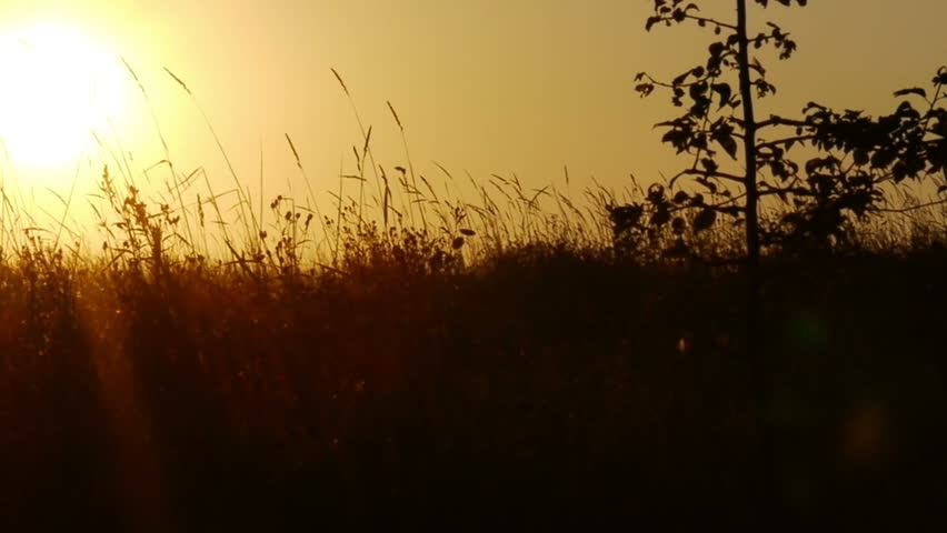 Grass Blowing In The Wind Stock Footage Video 14746378 | Shutterstock