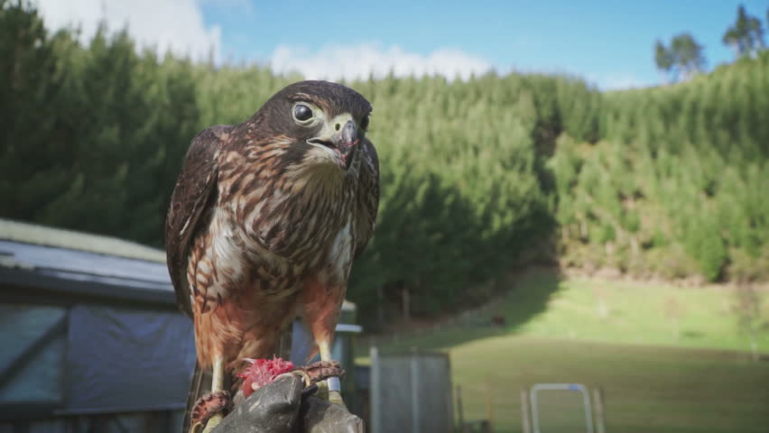 New Zealand Falcon Eating Stock Footage Video 100 Royalty Free 13668071 Shutterstock