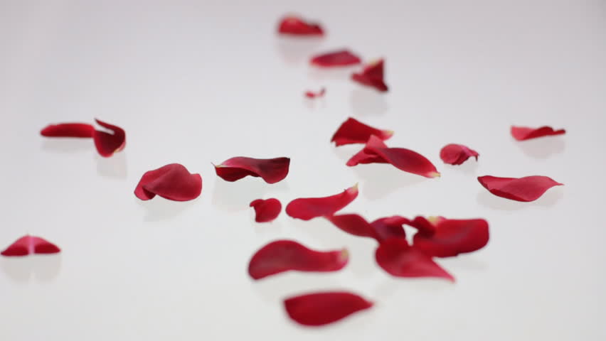 Rose Petals Falling On White Stock Footage Video (100% Royalty-free