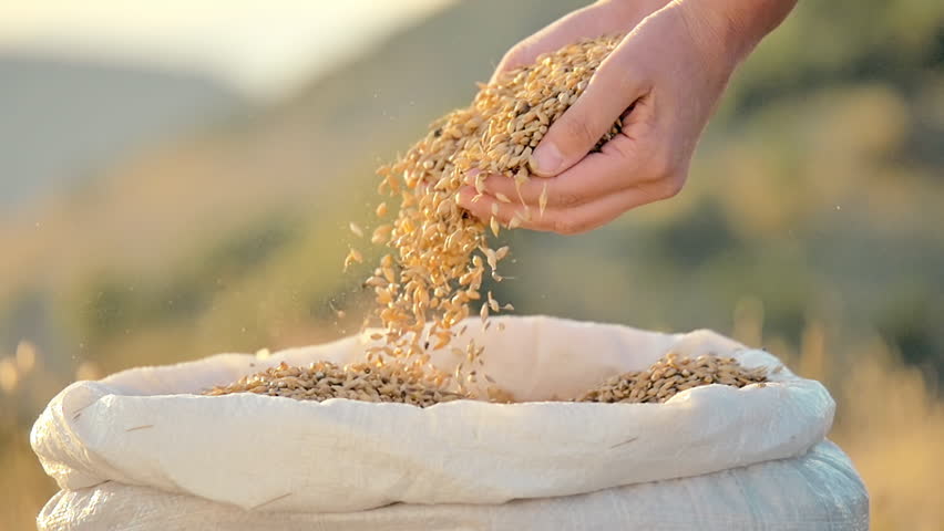 Image result for grains in hands