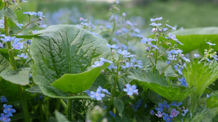 Stock Video Of Green Plant With Small Blue Flowers 14333641 Stock Video Of Green Plant With Small Blue Flowers 14333641 Shutterstock