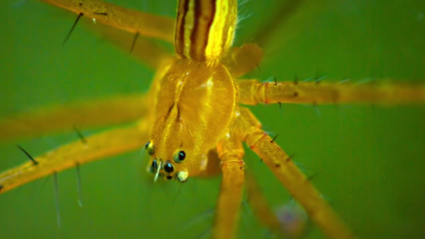 Extreme Closeup Of A Big Bright Yellow Spider With Thick Black