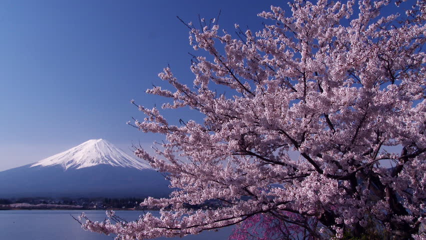 Mt.fuji with Beautiful Cherry Blossom Stock Footage Video (100% Royalty