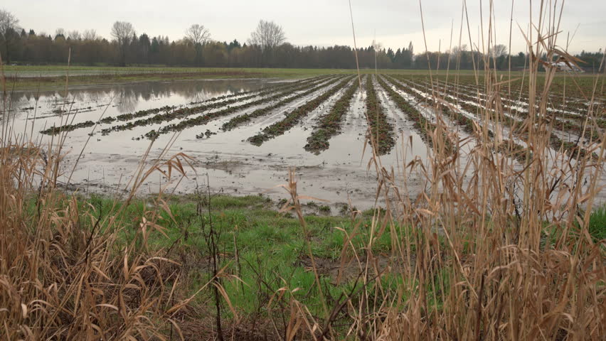 Сельхоз водоем. Затопление почв. Рисовое поле затопленное. Затопленные рисовые поля. Клубника после дождя.