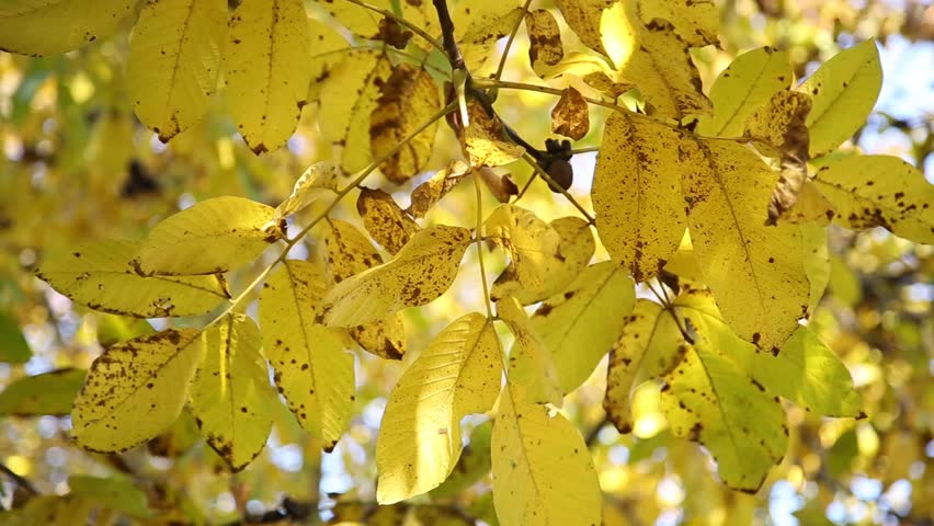 Yellow Walnut Tree Leaves At Autumn Nosound, Backlit Scene 3 Stock ...