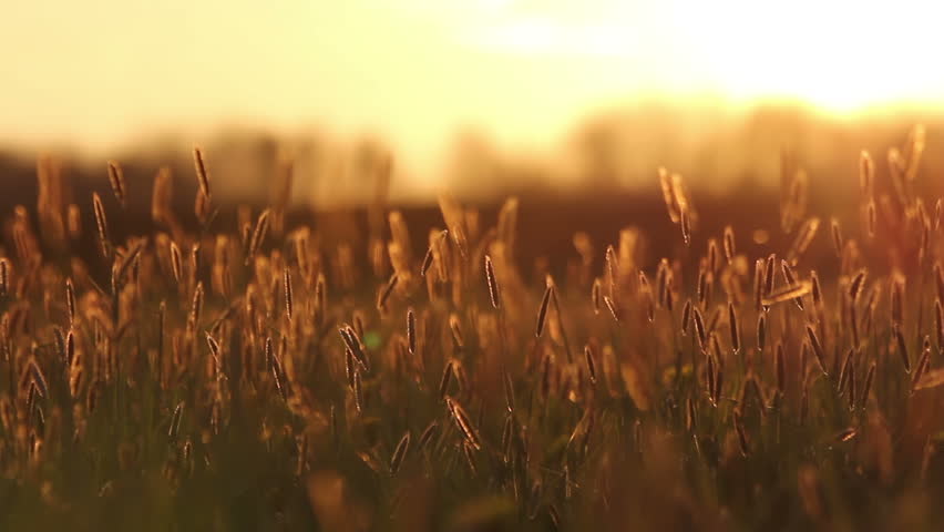 Natural Banner In Organic Field Stock Footage Video 14830618 | Shutterstock