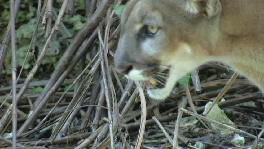 Header of panther
