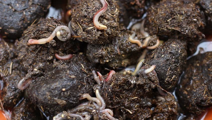 Hd00 19worms In The Horse Manure Compost Horse Manure Is A
