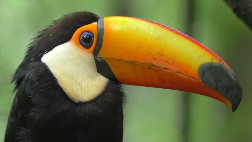 Exotic Toucan Bird Up Close In Natural Setting Near Iguazu ...