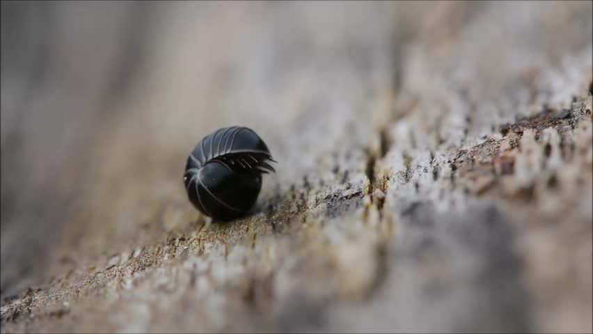 Header of myriapod