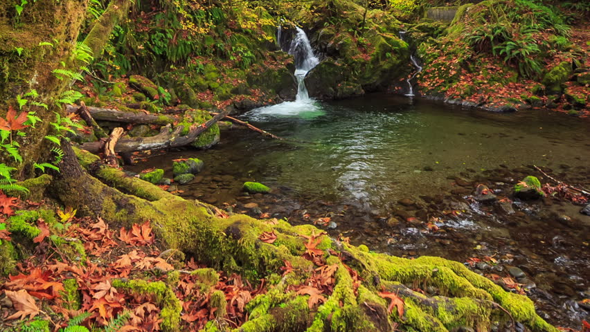hoh rainforest waterfalls