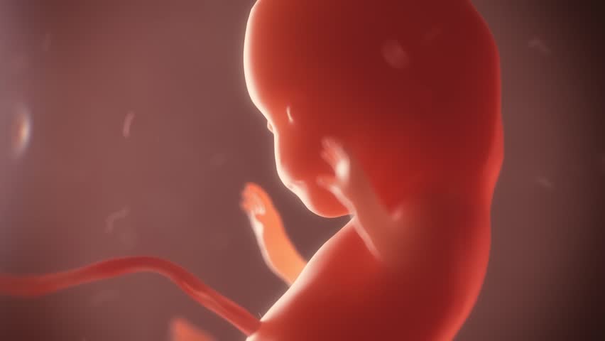 Header of embryo
