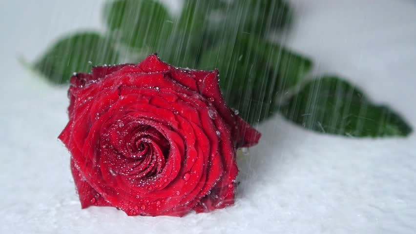 Hd01 01rain Drops Falling On Red Rose Emotions And Feelings