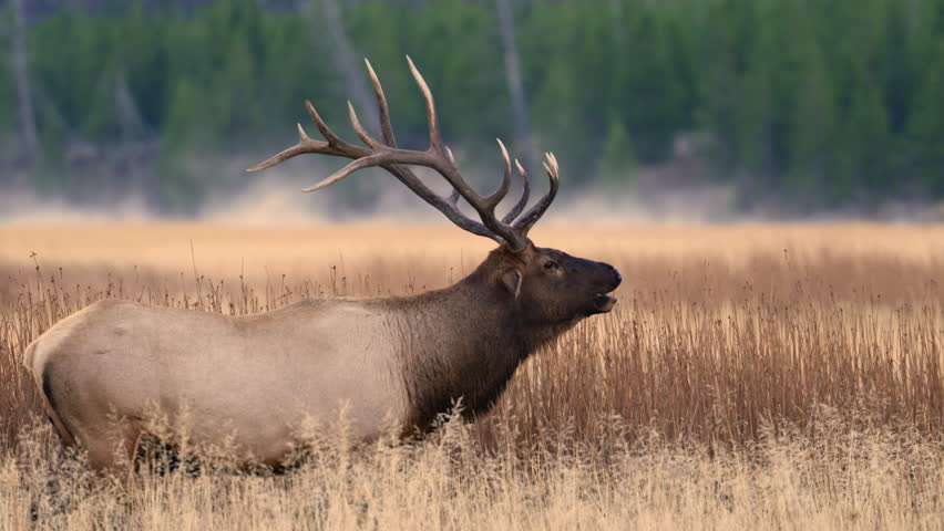 Big Bull Elk Walking With His Head Lowered To Herd His Female Harem ...