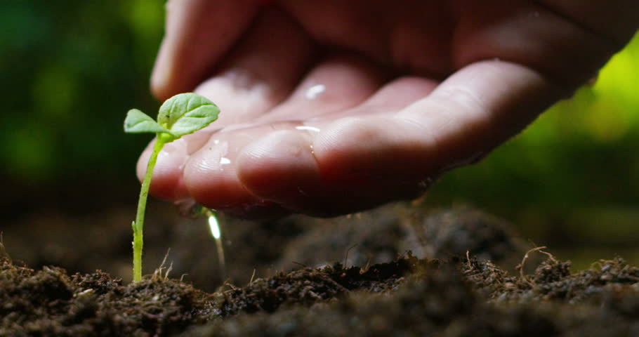 Seeding,Seedling,Male Hand Watering Young Plant Over Green Background ...