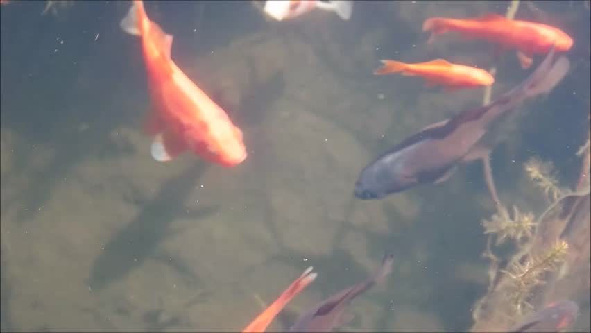 Koi Fish Swimming Wallpaper Footage Stock Clips